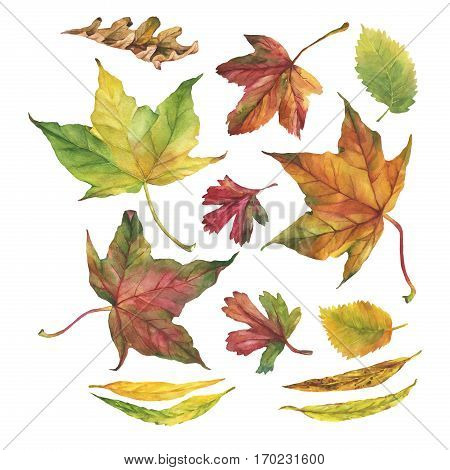 Set of autumn leaves. Hand drawn watercolor painting on white background.