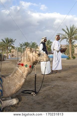 Muscat Oman February 4th 2017: camel is resting with omani men in traditional clothing at the background