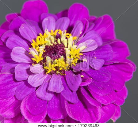 Macro Zinnia, Zinnia flower, Closeup Zinnia Black Background