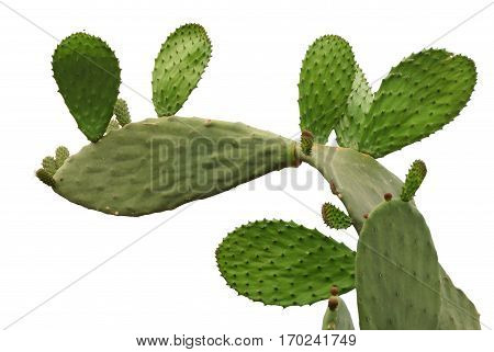 Opuntia cactus isolated on white background with new sprout