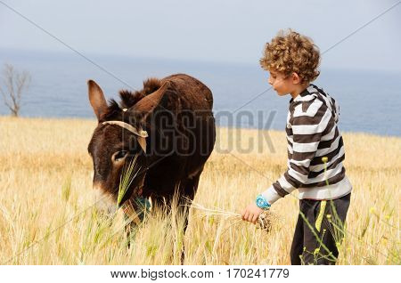 This is a photo of donkey in the field.