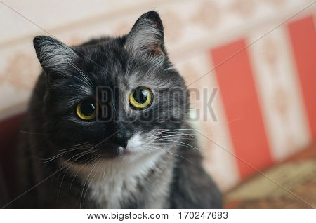 Portrait of old female grey cat on the sofa