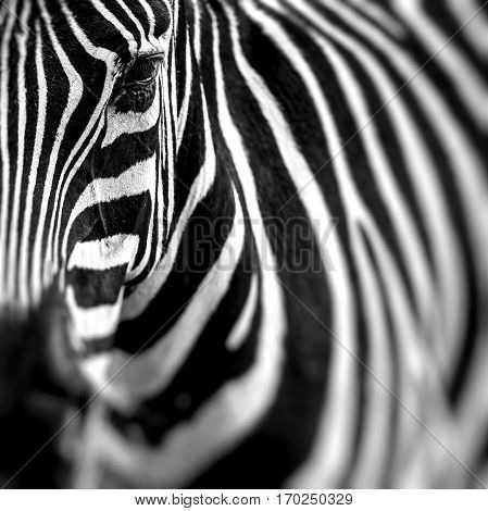 Zebra portrait on African savanna. Safari in Serengeti Tanzania. Selective focus.