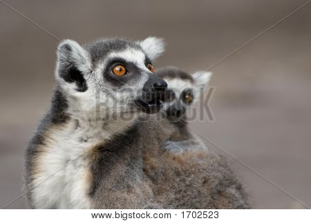Mère et bébé lémur catta