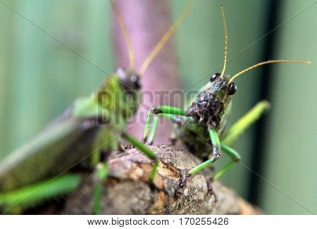 Two large green locusts macro image background