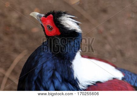Male Swinhoe's pheasant (Lophura swinhoii) closeup portrait