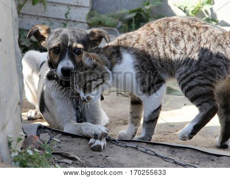 Dog and cat together on the street