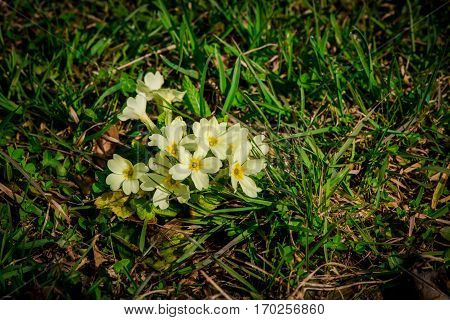 Beautiful wild flowers in the garden at springtime