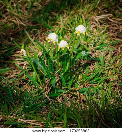 Beautiful wild flowers in the garden at springtime