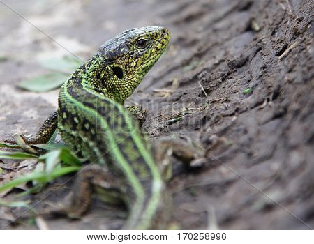 Male sand lizard (Lacerta agilis) on the ground