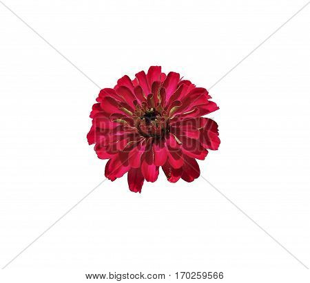 Bright red flower zinnia isolated on white background