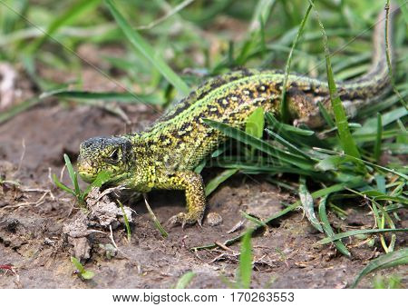 Male sand lizard (Lacerta agilis) on the ground