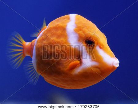 Flame Or White Barred Boxfish (anoplocapros Lenticularis)