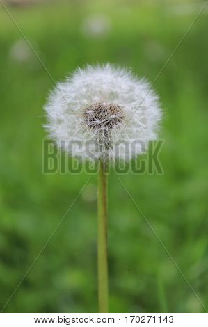 Dandelion seeds in the summer morning sunlight blowing away across a fresh green background