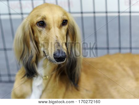 Persian Greyhound at dog show in Moscow.