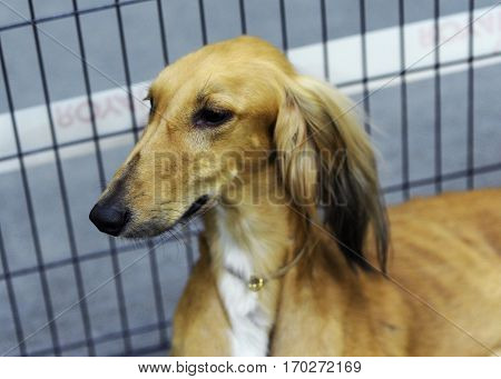 Persian Greyhound at dog show in Moscow.