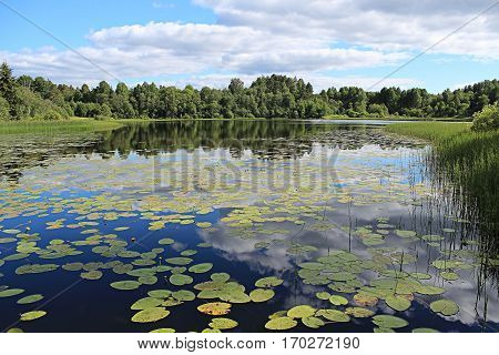 Forest Lake with water lilies summer sun day