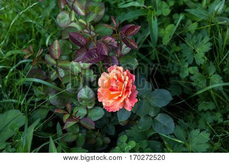 Pink Orange Rose In Dark Green Foliage