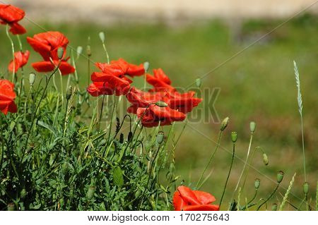 Red Poppy Flower