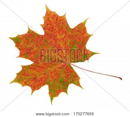 Red green yellow maple leaf on white background
