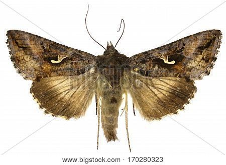 The Silver Y on white Background - Autographa gamma (Linnaeus 1758)