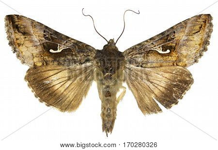 The Silver Y on white Background - Autographa gamma (Linnaeus 1758)