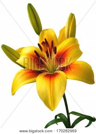 Photo of a red and yellow blooming Amaryllis on a white background