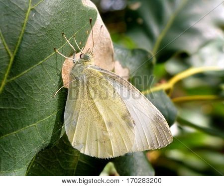 Photo of the wood white butterfly sitting on a leaf