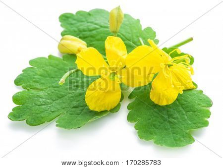 Greater celandine flower, swallowwort isolated on white background.