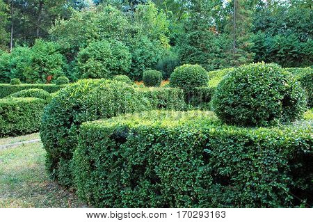 Clipped Buxus Sempervirens