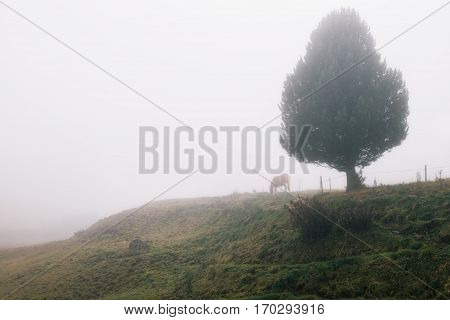 Italy. Dolomites. Foggy morning in the plateau Alpe di Siusi