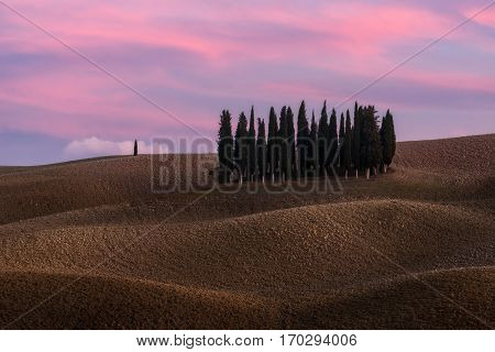 Italy. Tuscany. Cipressi di San Quirico d'Orcia