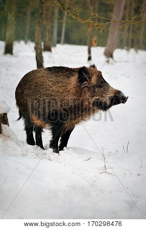 Wild boar in a snowy forest of in Reserve Bialowieza Forest