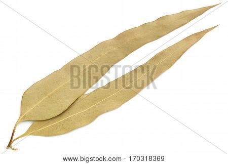 Close up of Dry Eucalyptus leaves over white background