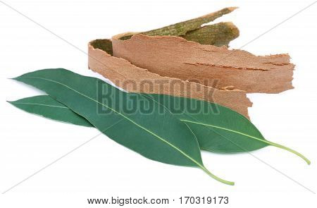 Eucalyptus leaves with barks over white background