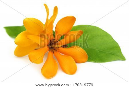 Gardenia coronata or Pinwheel Gardenia over white background