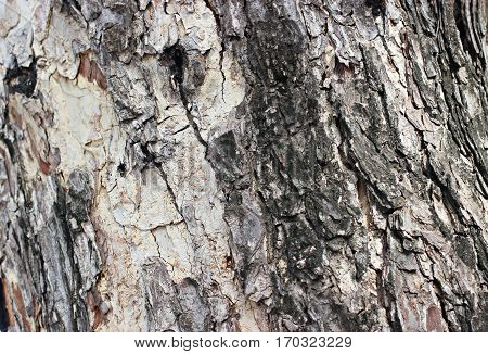 Bark is big tree is elderly .