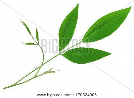 Medicinal pigeon pea leaves over white background
