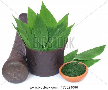 Medicinal pigeon pea leaves with ground paste in a vintage mortar over white background