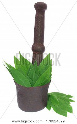 Medicinal pigeon pea leaves in a vintage mortar over white background