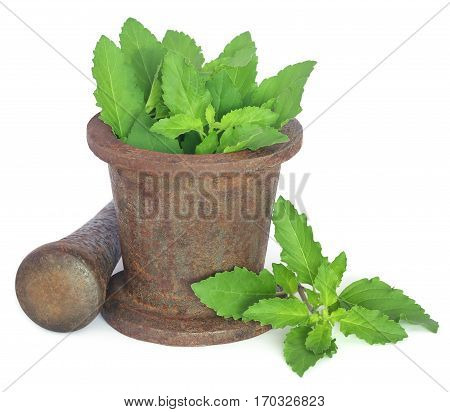 Holy basil or tulsi leaves in a vintage mortar over white background