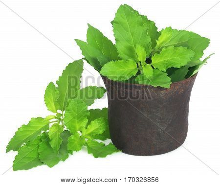 Holy basil or tulsi leaves in a vintage mortar over white background