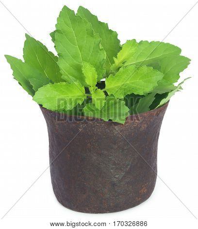 Holy basil or tulsi leaves in a vintage mortar over white background