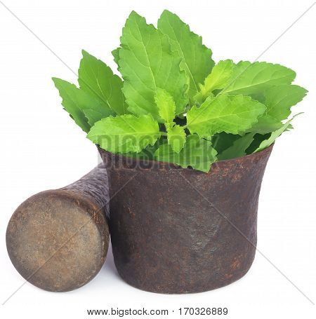 Holy basil or tulsi leaves in a vintage mortar over white background