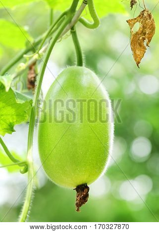 Wax gourd or Chalkumra of Indian subcontinent