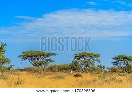 A view of african savannah with trees and bush