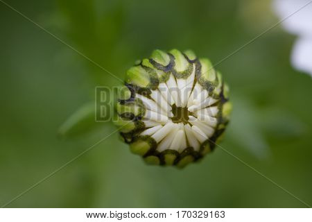 Photo of a daisy bud on green background.