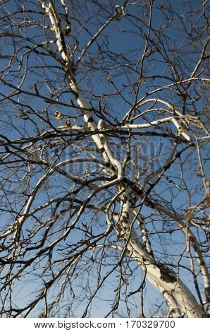 Birch naked branches on the background of blue sky. Spring