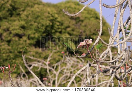 plumeria flower pink or desert rose beautiful tree on sky background ( Common name Apocynaceae Frangipani Pagoda Temple )