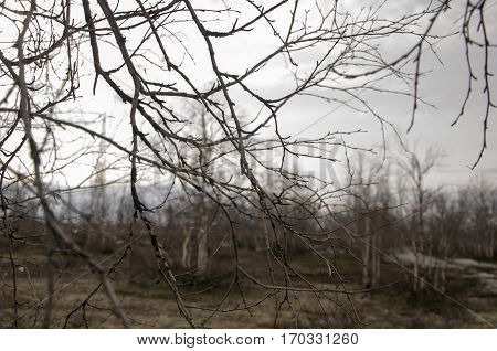 Birch naked branches in the early spring wood